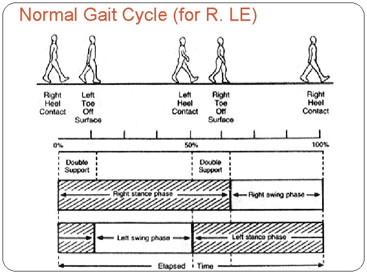 Normal Gait Cycle (for R. LE) 