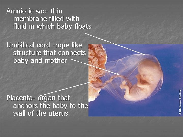 Amniotic sac- thin membrane filled with fluid in which baby floats Umbilical cord -rope