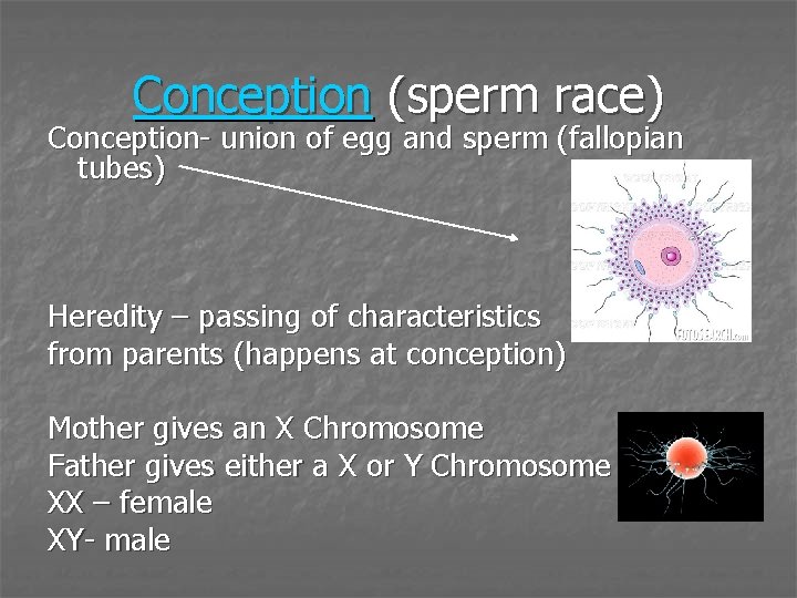 Conception (sperm race) Conception- union of egg and sperm (fallopian tubes) Heredity – passing