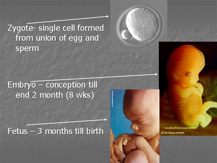 Zygote- single cell formed from union of egg and sperm Embryo – conception till