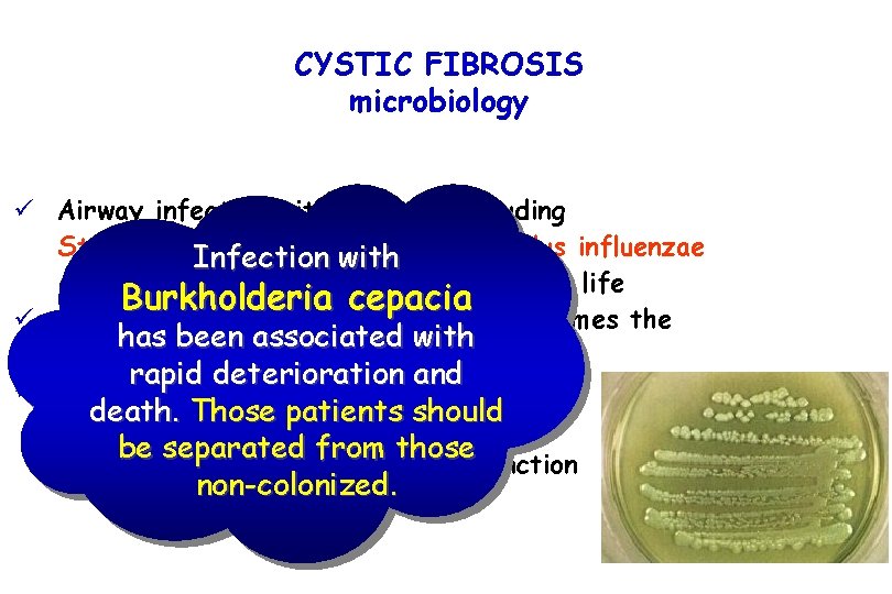 CYSTIC FIBROSIS microbiology ü Airway infection with bacteria including Staphylococcus aureuswith and Haemophilus influenzae