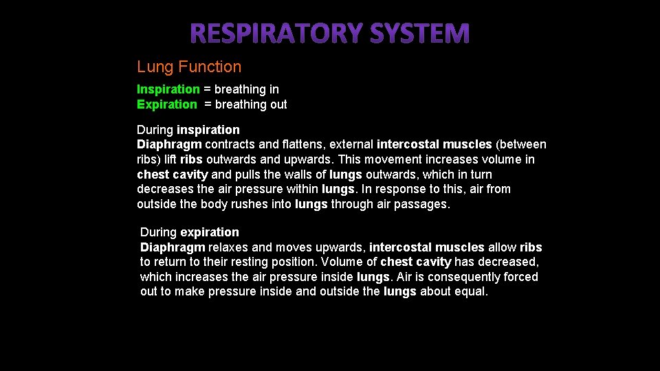 Lung Function Inspiration = breathing in Expiration = breathing out During inspiration Diaphragm contracts