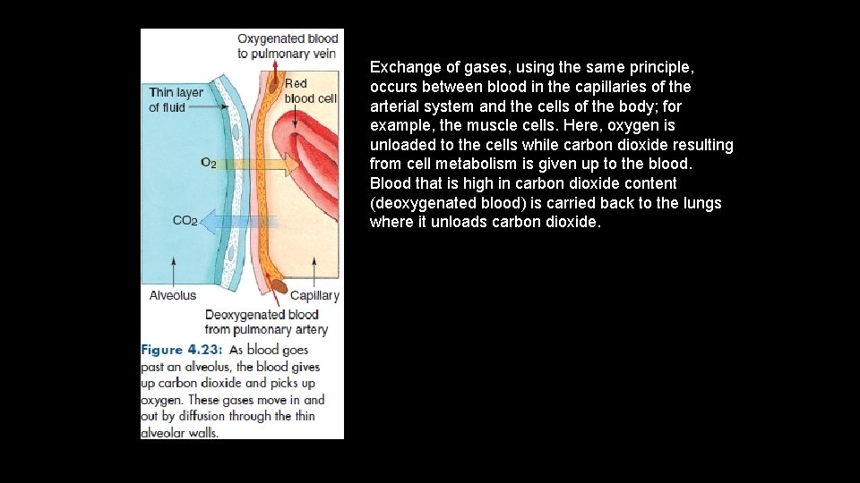 Exchange of gases, using the same principle, occurs between blood in the capillaries of