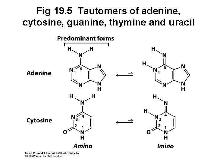 Fig 19. 5 Tautomers of adenine, cytosine, guanine, thymine and uracil 