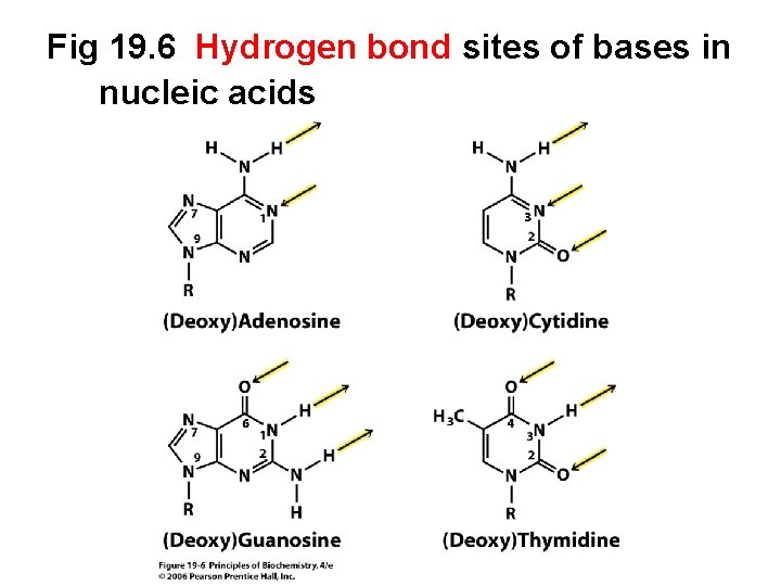 Fig 19. 6 Hydrogen bond sites of bases in nucleic acids 