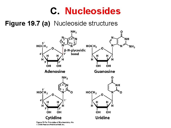 C. Nucleosides Figure 19. 7 (a) Nucleoside structures 