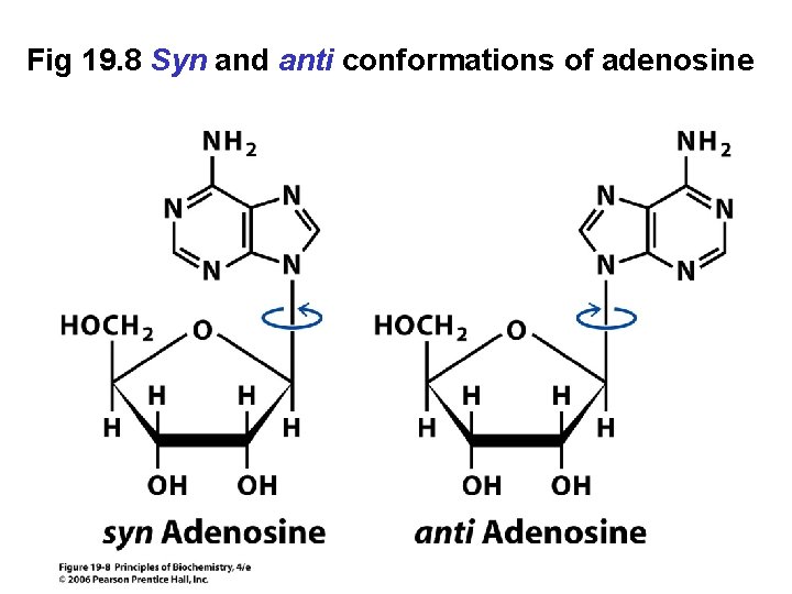 Fig 19. 8 Syn and anti conformations of adenosine 