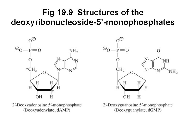 Fig 19. 9 Structures of the deoxyribonucleoside-5’-monophosphates 