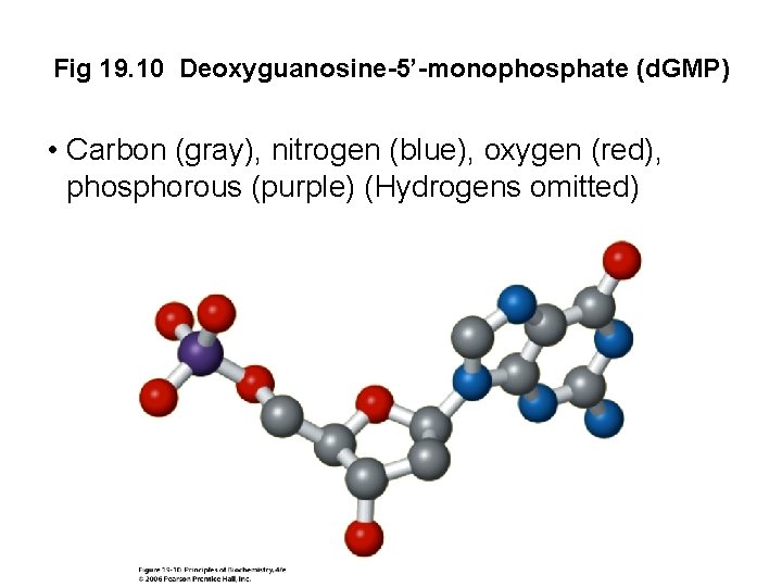 Fig 19. 10 Deoxyguanosine-5’-monophosphate (d. GMP) • Carbon (gray), nitrogen (blue), oxygen (red), phosphorous