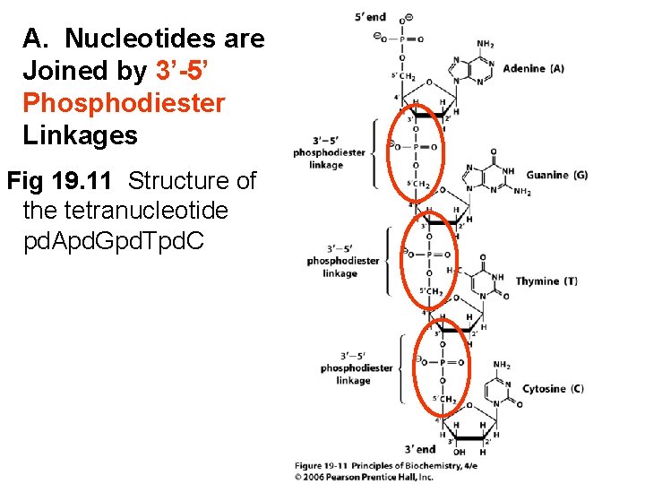 A. Nucleotides are Joined by 3’-5’ Phosphodiester Linkages Fig 19. 11 Structure of the