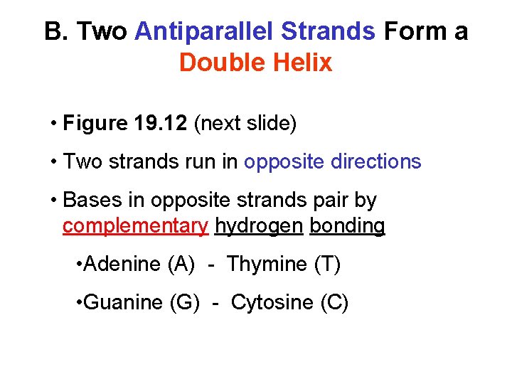 B. Two Antiparallel Strands Form a Double Helix • Figure 19. 12 (next slide)