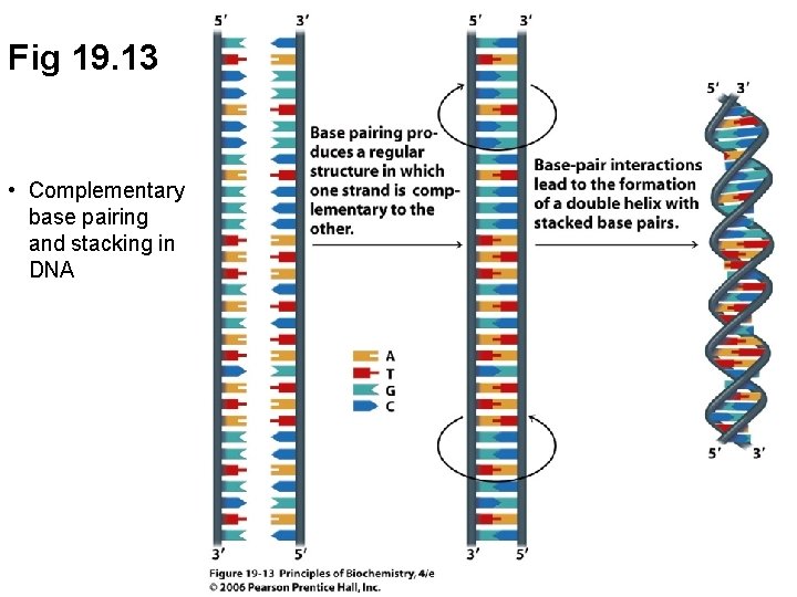 Fig 19. 13 • Complementary base pairing and stacking in DNA 