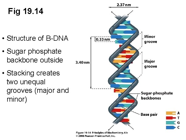 Fig 19. 14 • Structure of B-DNA • Sugar phosphate backbone outside • Stacking