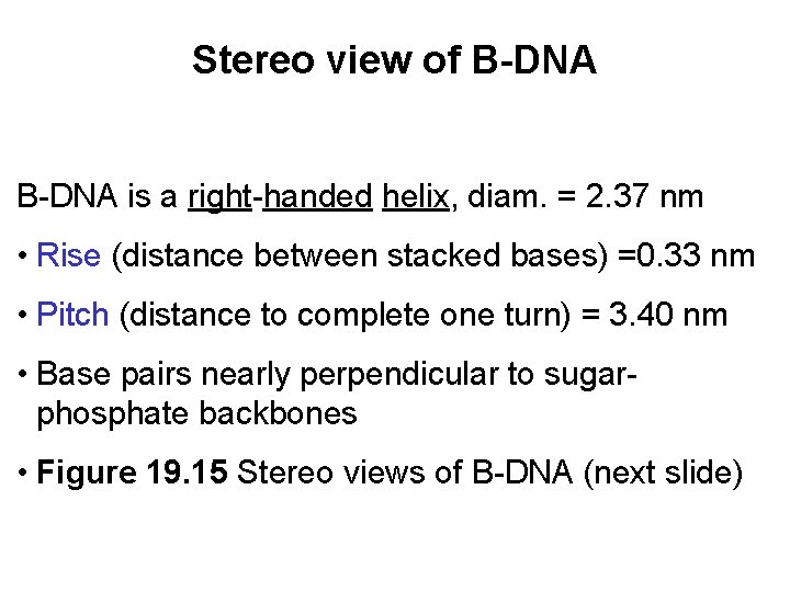 Stereo view of B-DNA is a right-handed helix, diam. = 2. 37 nm •