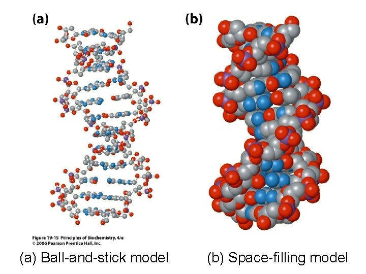 (a) Ball-and-stick model (b) Space-filling model 