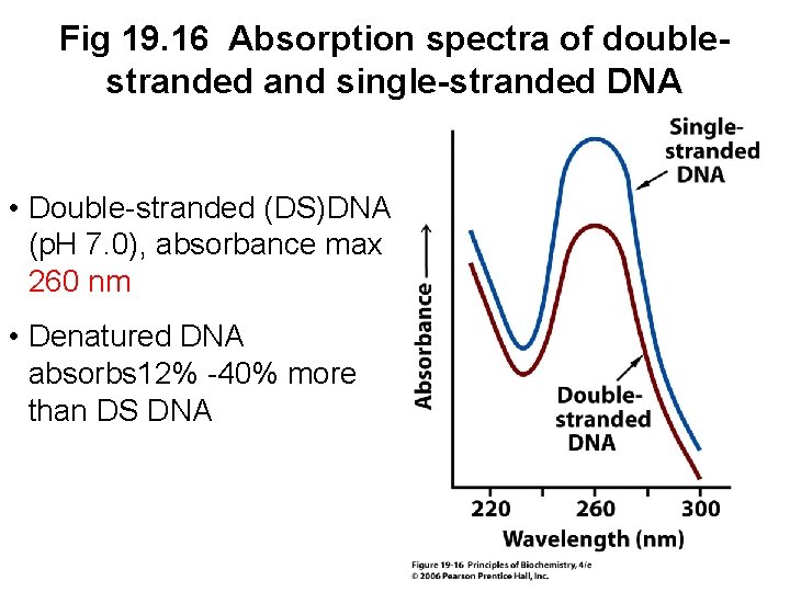 Fig 19. 16 Absorption spectra of doublestranded and single-stranded DNA • Double-stranded (DS)DNA (p.
