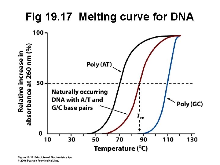Fig 19. 17 Melting curve for DNA 
