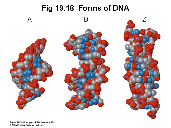 Fig 19. 18 Forms of DNA A B Z 