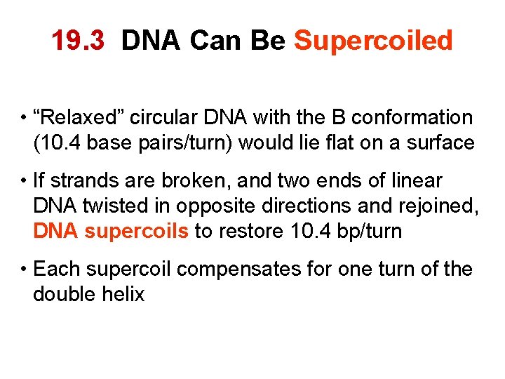 19. 3 DNA Can Be Supercoiled • “Relaxed” circular DNA with the B conformation