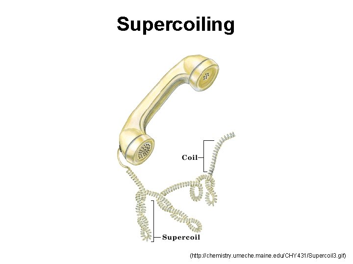 Supercoiling (http: //chemistry. umeche. maine. edu/CHY 431/Supercoil 3. gif) 