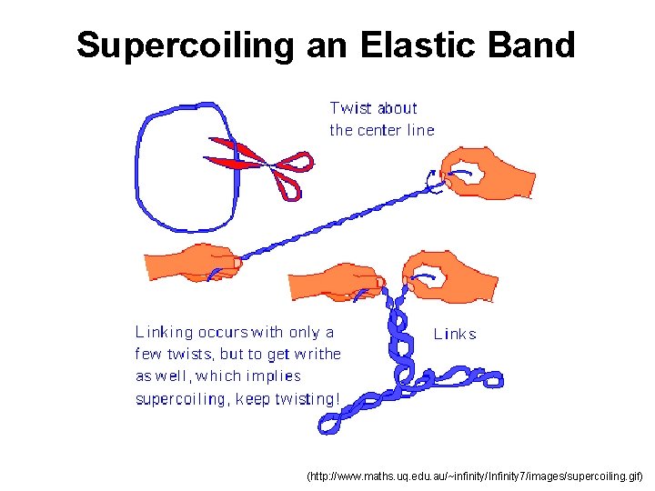 Supercoiling an Elastic Band (http: //www. maths. uq. edu. au/~infinity/Infinity 7/images/supercoiling. gif) 