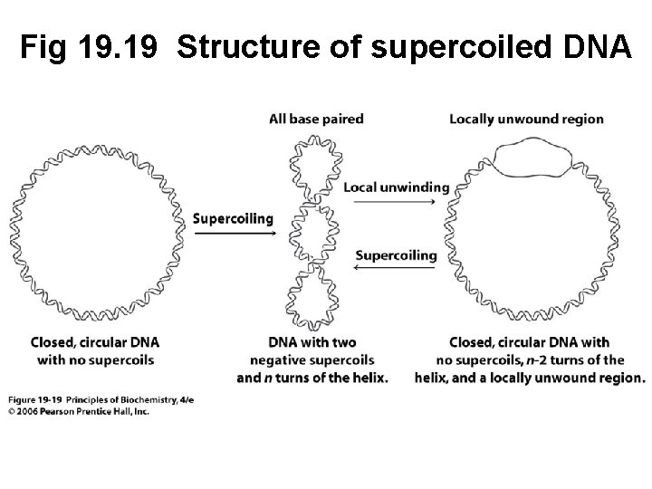 Fig 19. 19 Structure of supercoiled DNA 