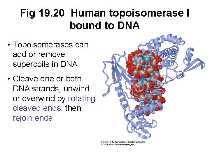 Fig 19. 20 Human topoisomerase I bound to DNA • Topoisomerases can add or