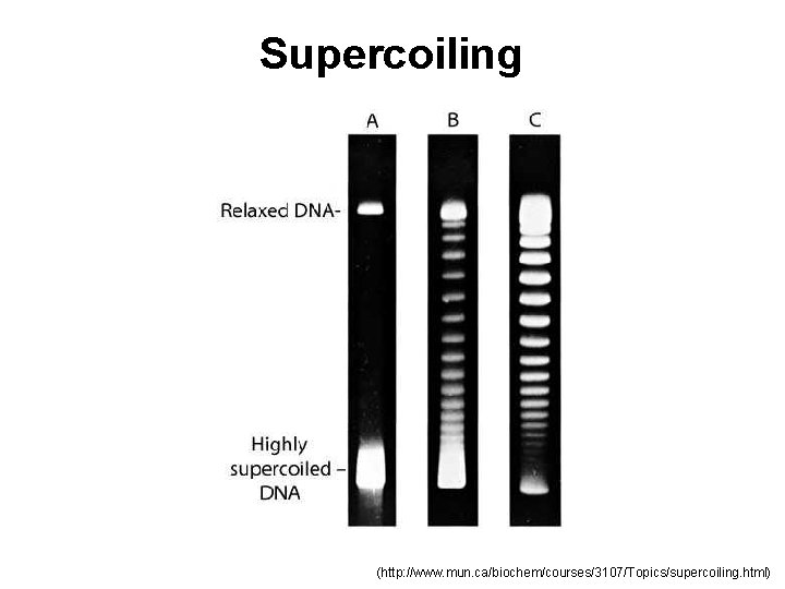 Supercoiling (http: //www. mun. ca/biochem/courses/3107/Topics/supercoiling. html) 