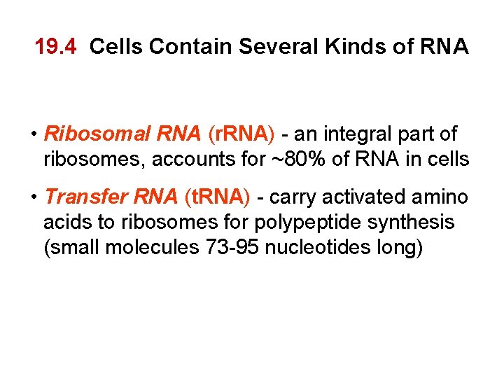 19. 4 Cells Contain Several Kinds of RNA • Ribosomal RNA (r. RNA) -