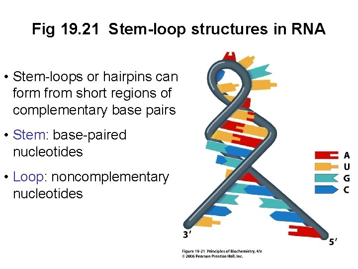 Fig 19. 21 Stem-loop structures in RNA • Stem-loops or hairpins can form from