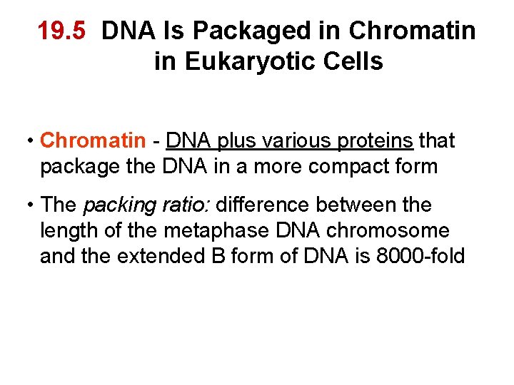 19. 5 DNA Is Packaged in Chromatin in Eukaryotic Cells • Chromatin - DNA