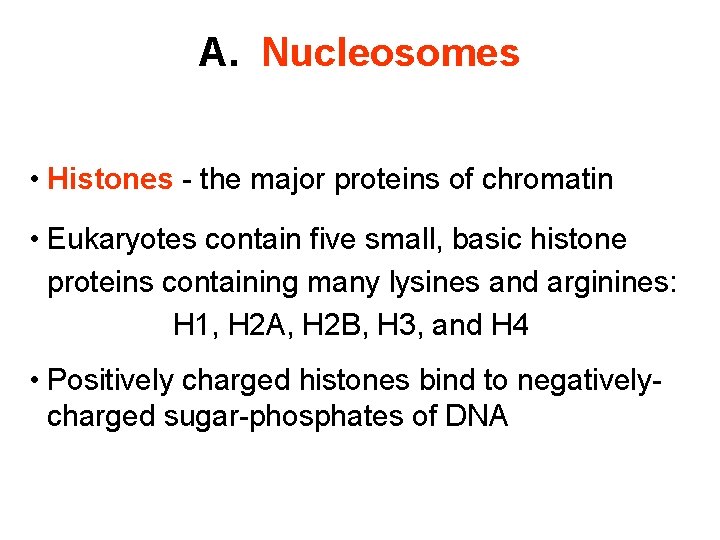 A. Nucleosomes • Histones - the major proteins of chromatin • Eukaryotes contain five