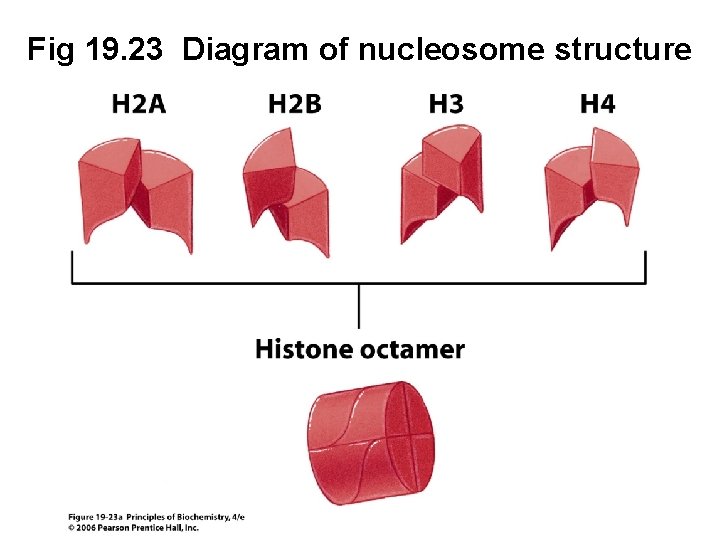Fig 19. 23 Diagram of nucleosome structure 