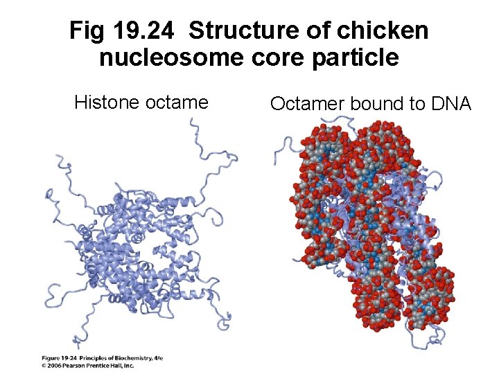 Fig 19. 24 Structure of chicken nucleosome core particle Histone octame Octamer bound to