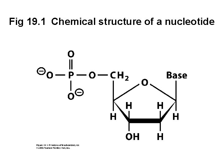Fig 19. 1 Chemical structure of a nucleotide 