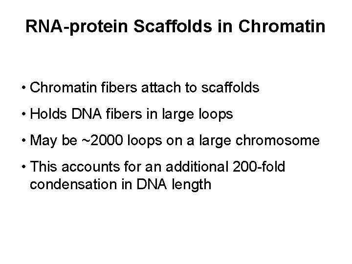 RNA-protein Scaffolds in Chromatin • Chromatin fibers attach to scaffolds • Holds DNA fibers