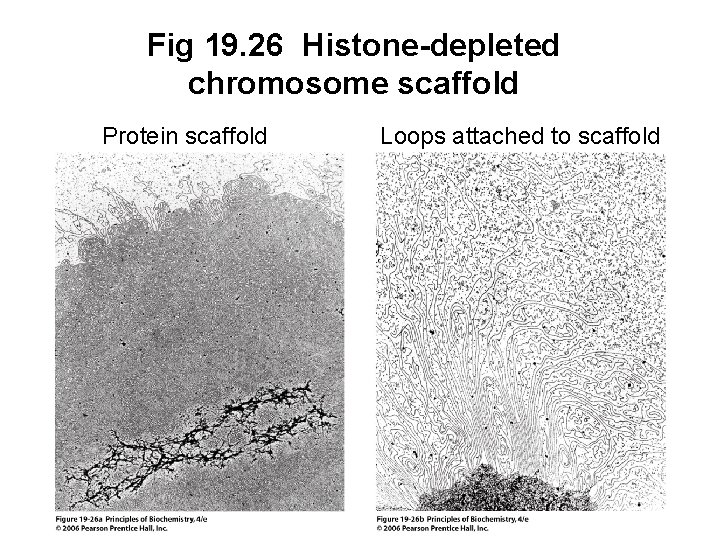 Fig 19. 26 Histone-depleted chromosome scaffold Protein scaffold Loops attached to scaffold 