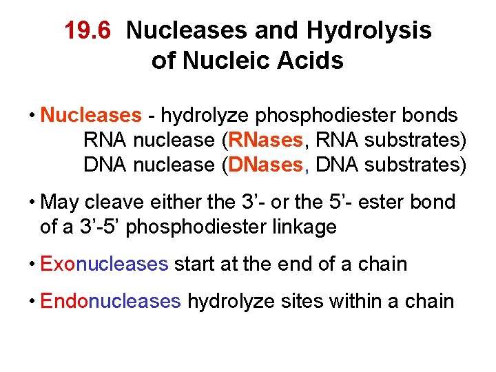 19. 6 Nucleases and Hydrolysis of Nucleic Acids • Nucleases - hydrolyze phosphodiester bonds