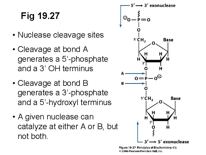Fig 19. 27 • Nuclease cleavage sites • Cleavage at bond A generates a