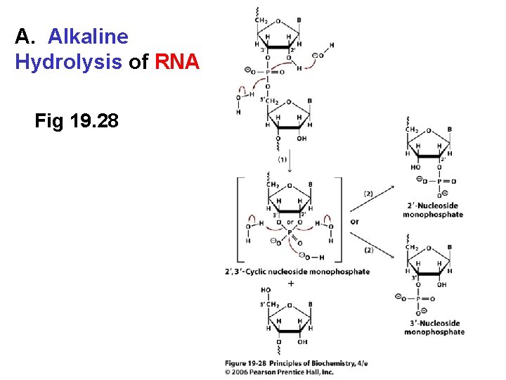 A. Alkaline Hydrolysis of RNA Fig 19. 28 