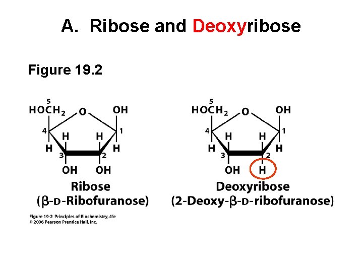 A. Ribose and Deoxyribose Figure 19. 2 