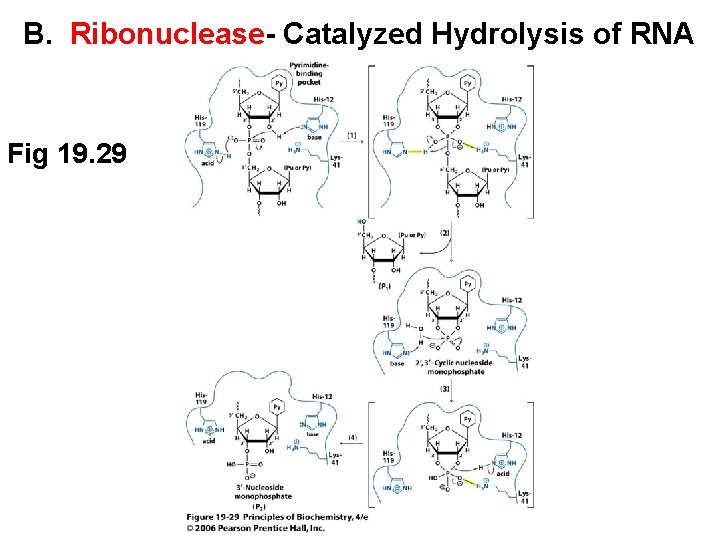 B. Ribonuclease- Catalyzed Hydrolysis of RNA Fig 19. 29 