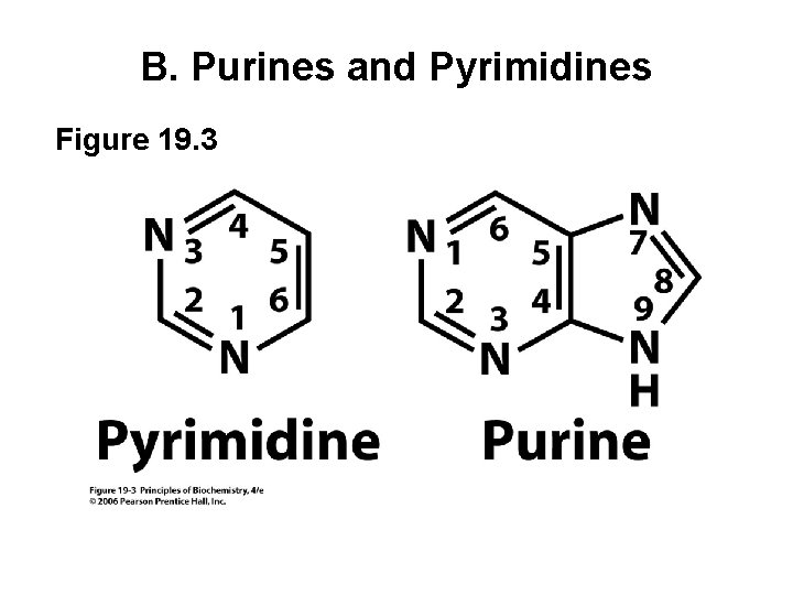 B. Purines and Pyrimidines Figure 19. 3 