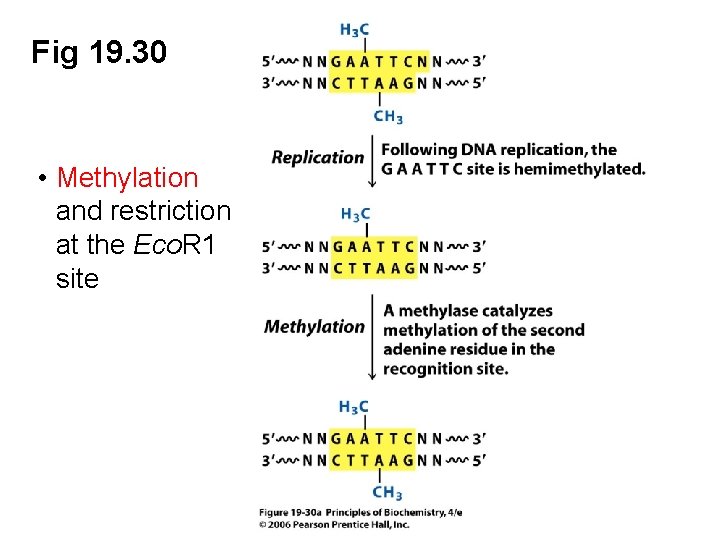 Fig 19. 30 • Methylation and restriction at the Eco. R 1 site 