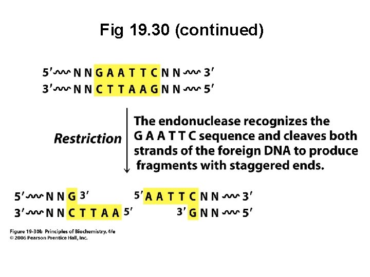 Fig 19. 30 (continued) 