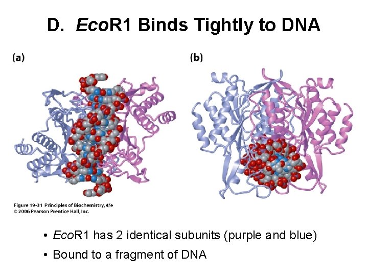 D. Eco. R 1 Binds Tightly to DNA • Eco. R 1 has 2