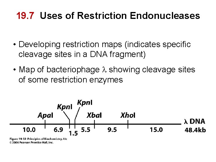 19. 7 Uses of Restriction Endonucleases • Developing restriction maps (indicates specific cleavage sites
