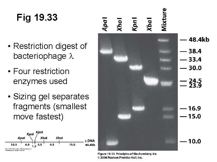 Fig 19. 33 • Restriction digest of bacteriophage l • Four restriction enzymes used