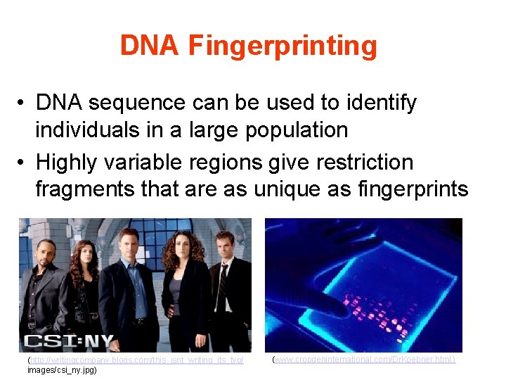 DNA Fingerprinting • DNA sequence can be used to identify individuals in a large