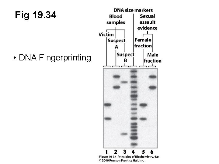 Fig 19. 34 • DNA Fingerprinting 